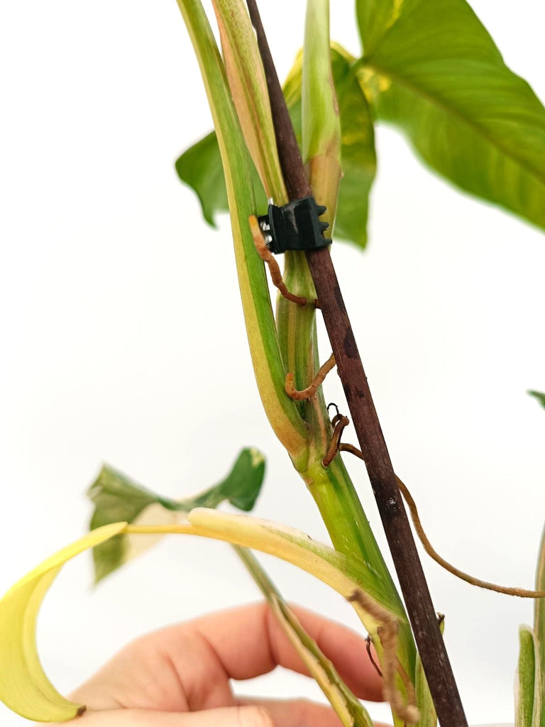 Philodendron domesticum variegata