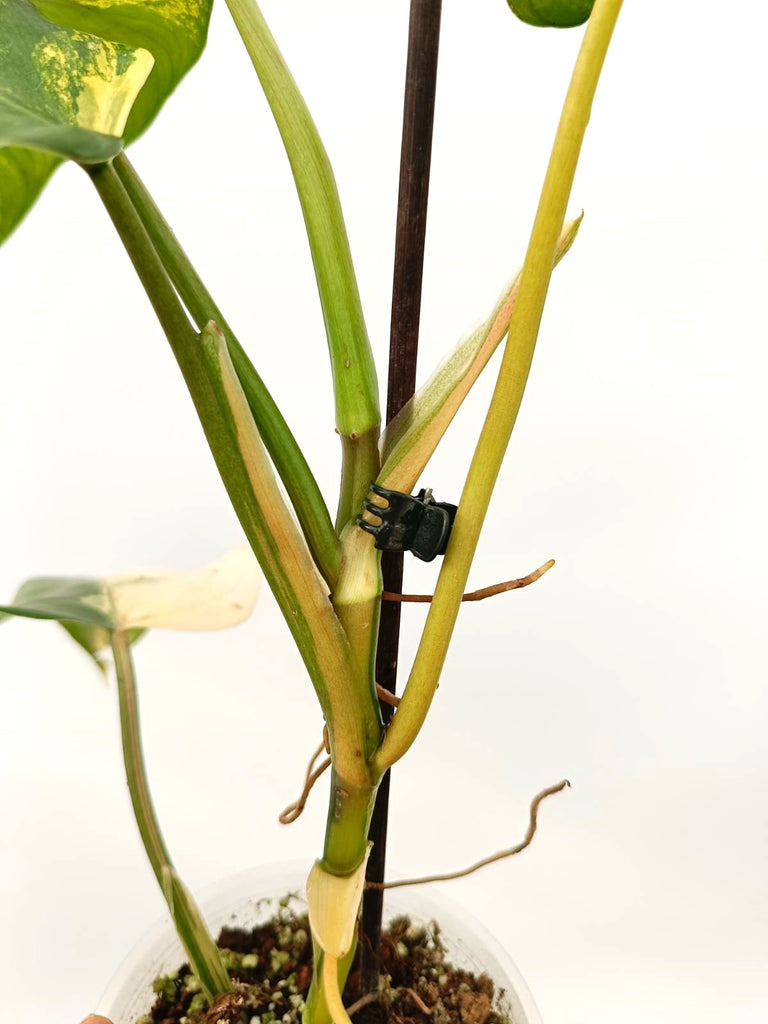 Philodendron domesticum variegata