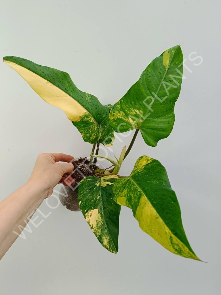 Philodendron domesticum variegata