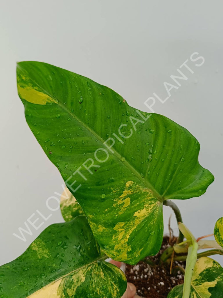 Philodendron domesticum variegata