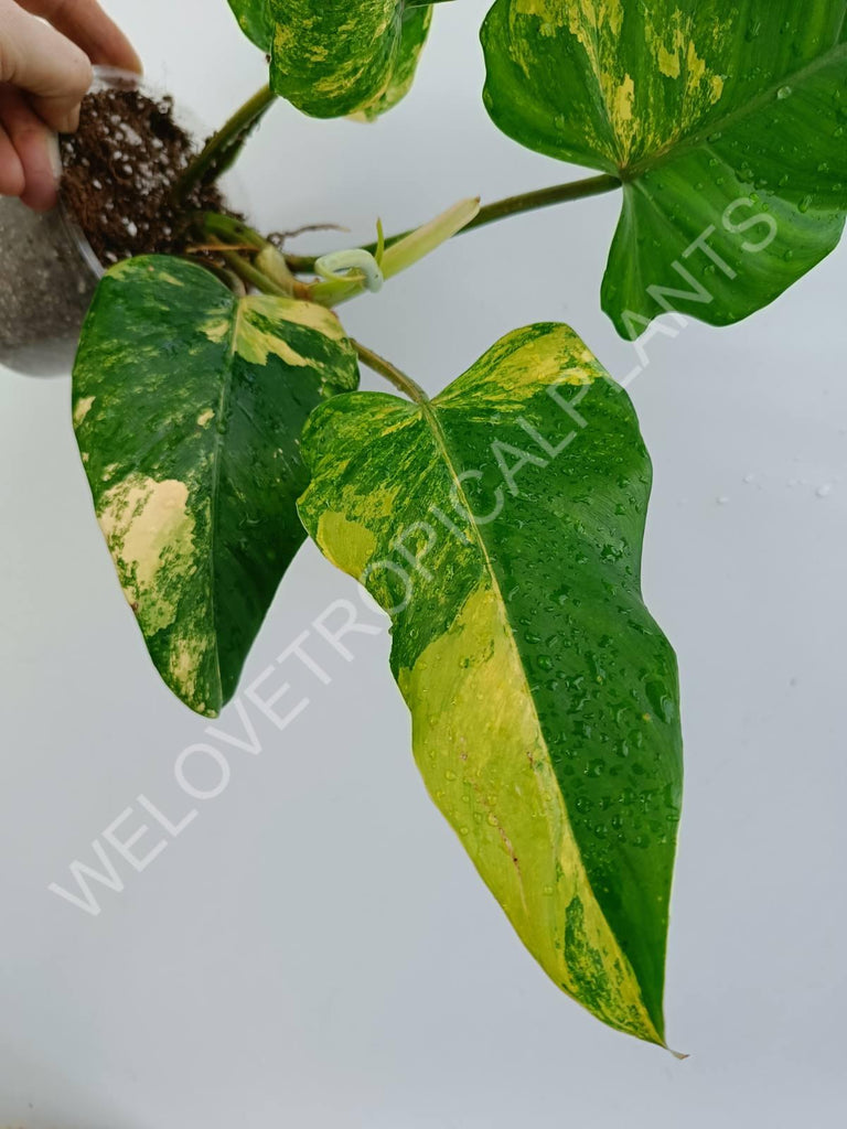 Philodendron domesticum variegata