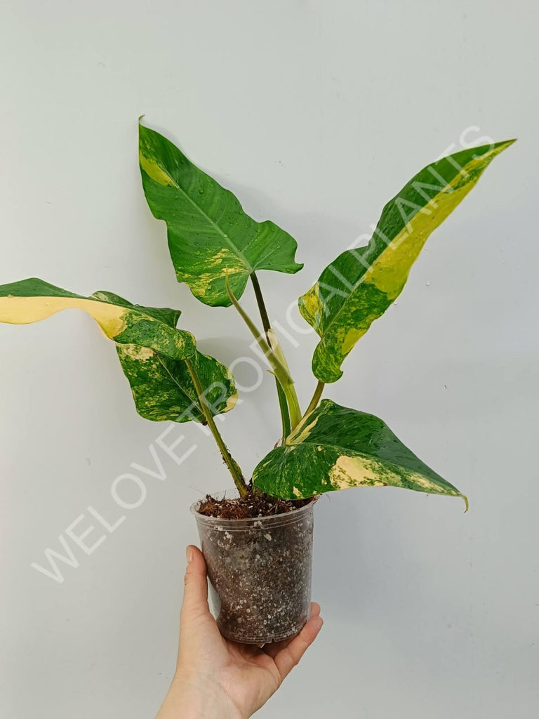 Philodendron domesticum variegata