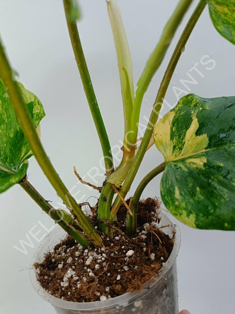 Philodendron domesticum variegata