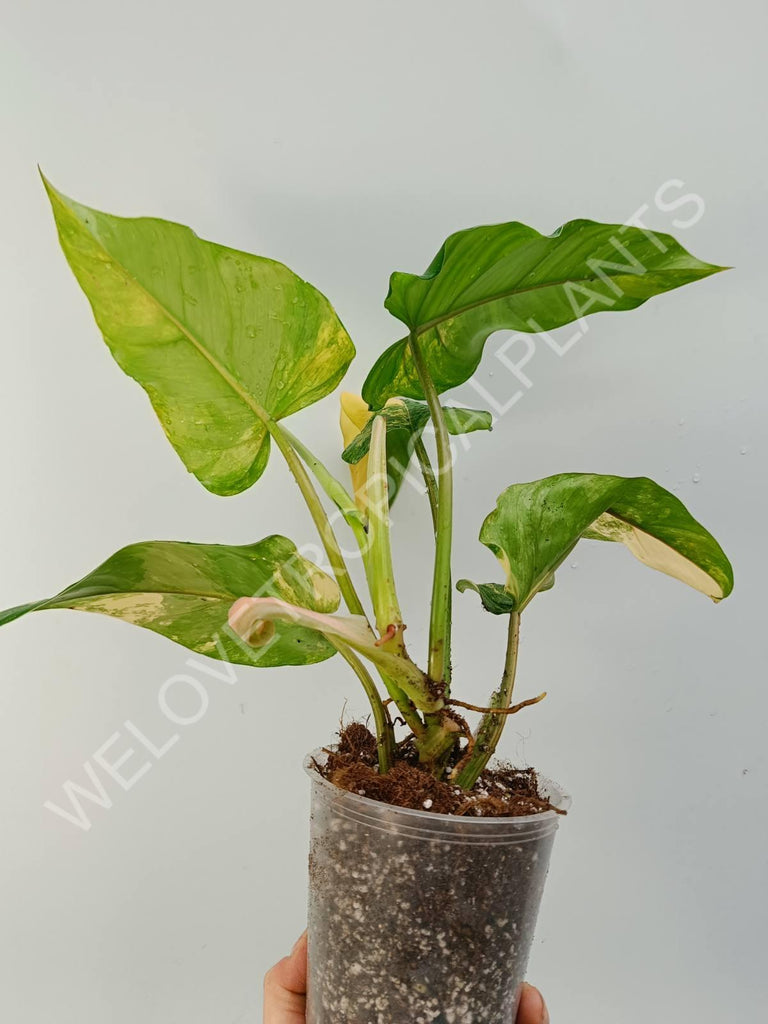 Philodendron domesticum variegata