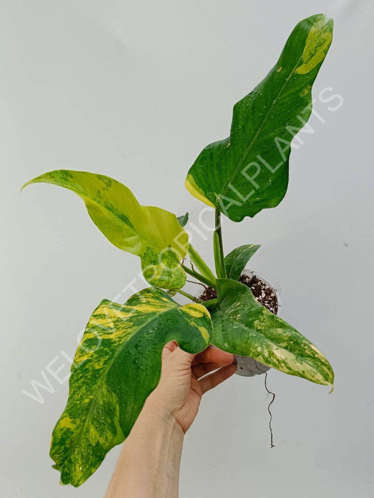 Philodendron domesticum variegata