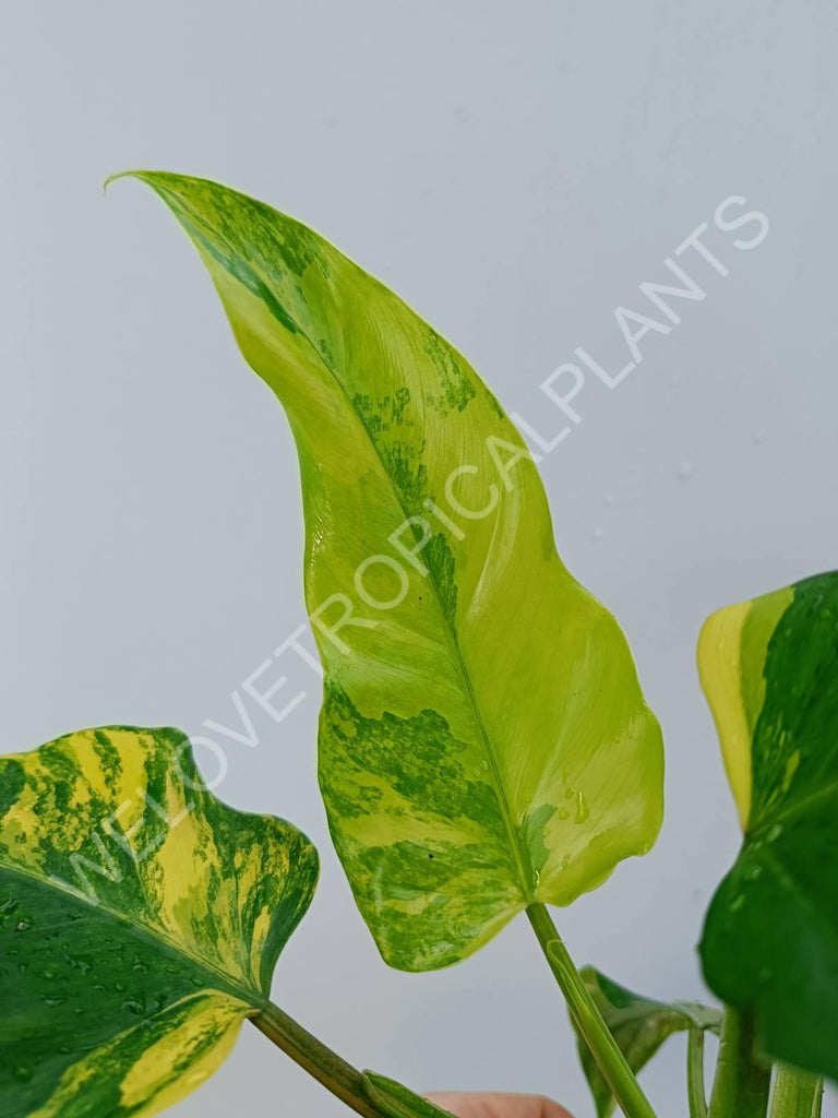 Philodendron domesticum variegata