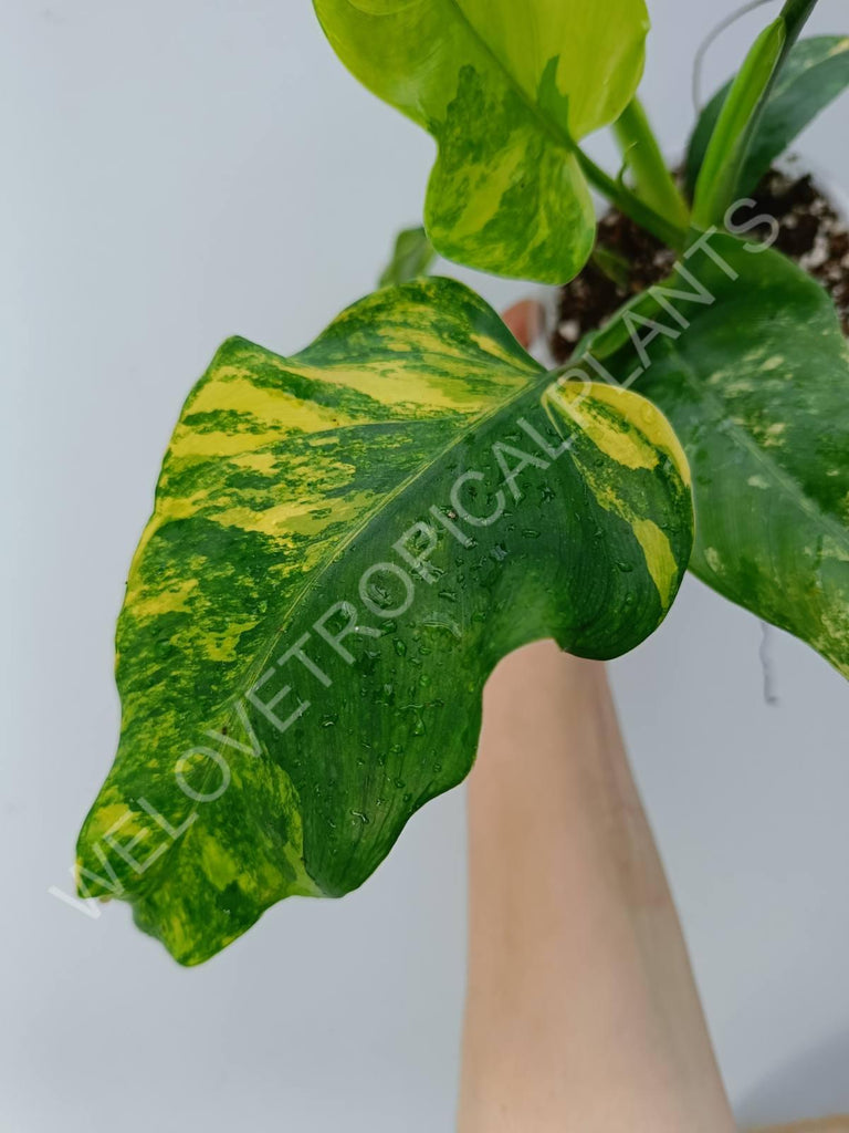 Philodendron domesticum variegata