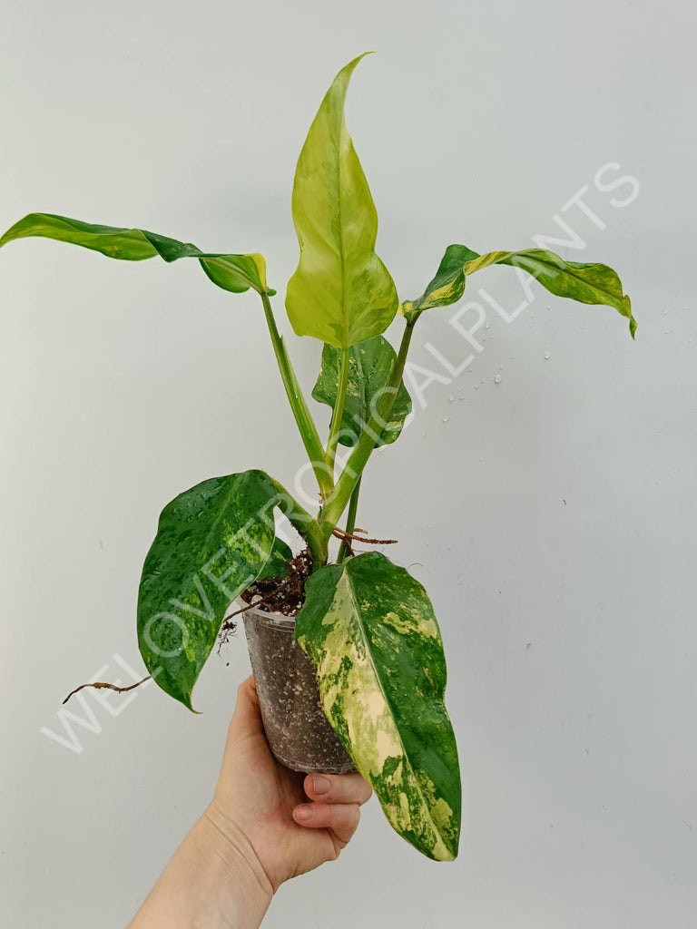 Philodendron domesticum variegata