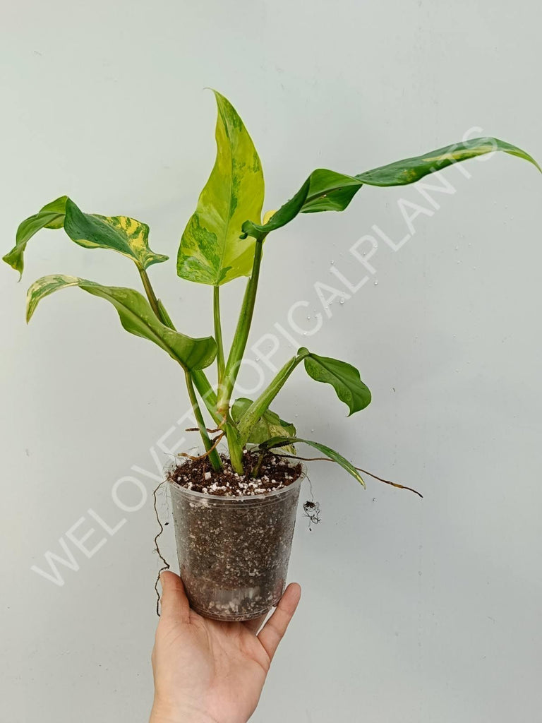 Philodendron domesticum variegata