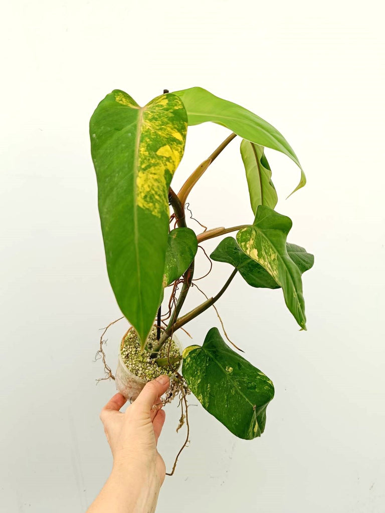 Philodendron domesticum variegata