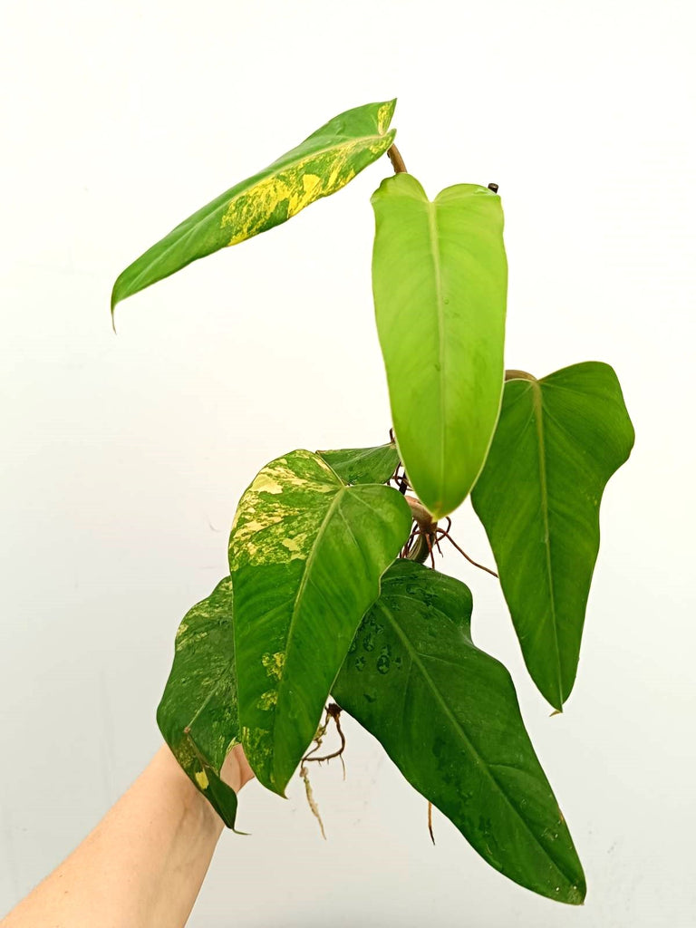 Philodendron domesticum variegata