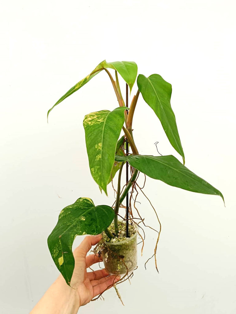 Philodendron domesticum variegata