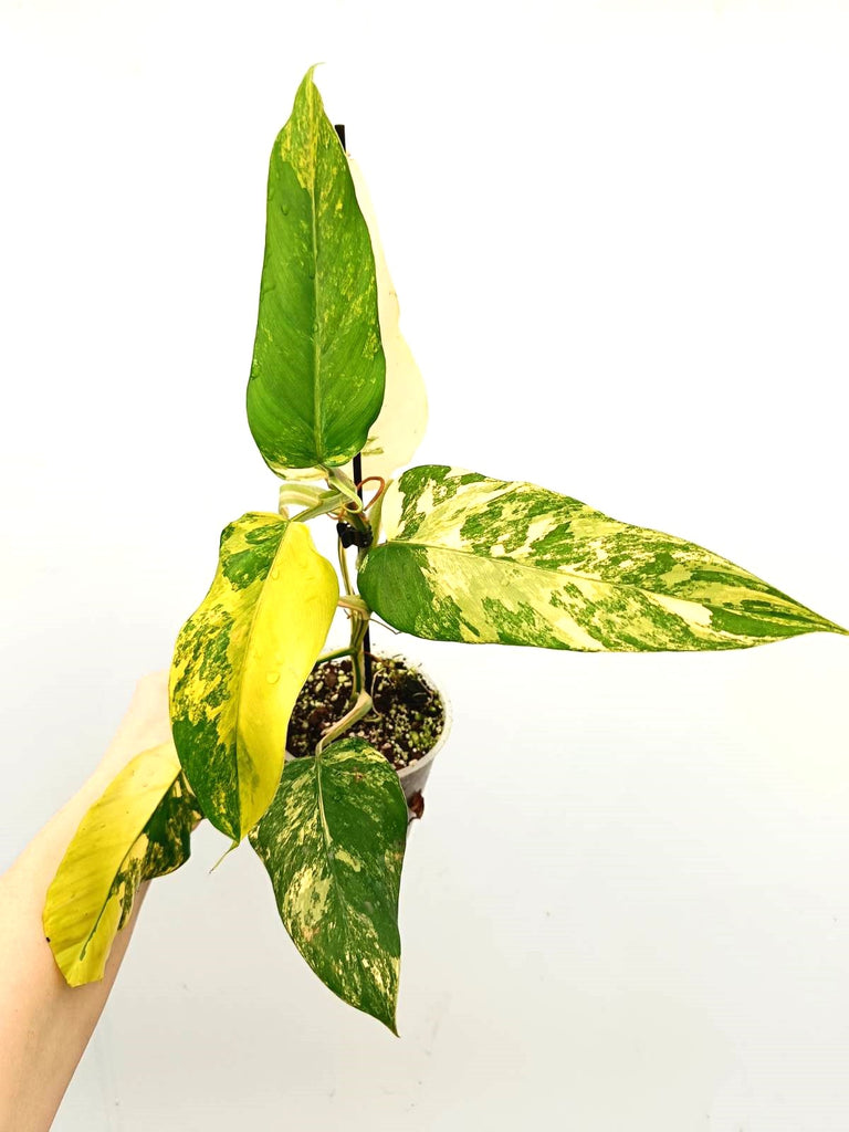 Philodendron domesticum variegata