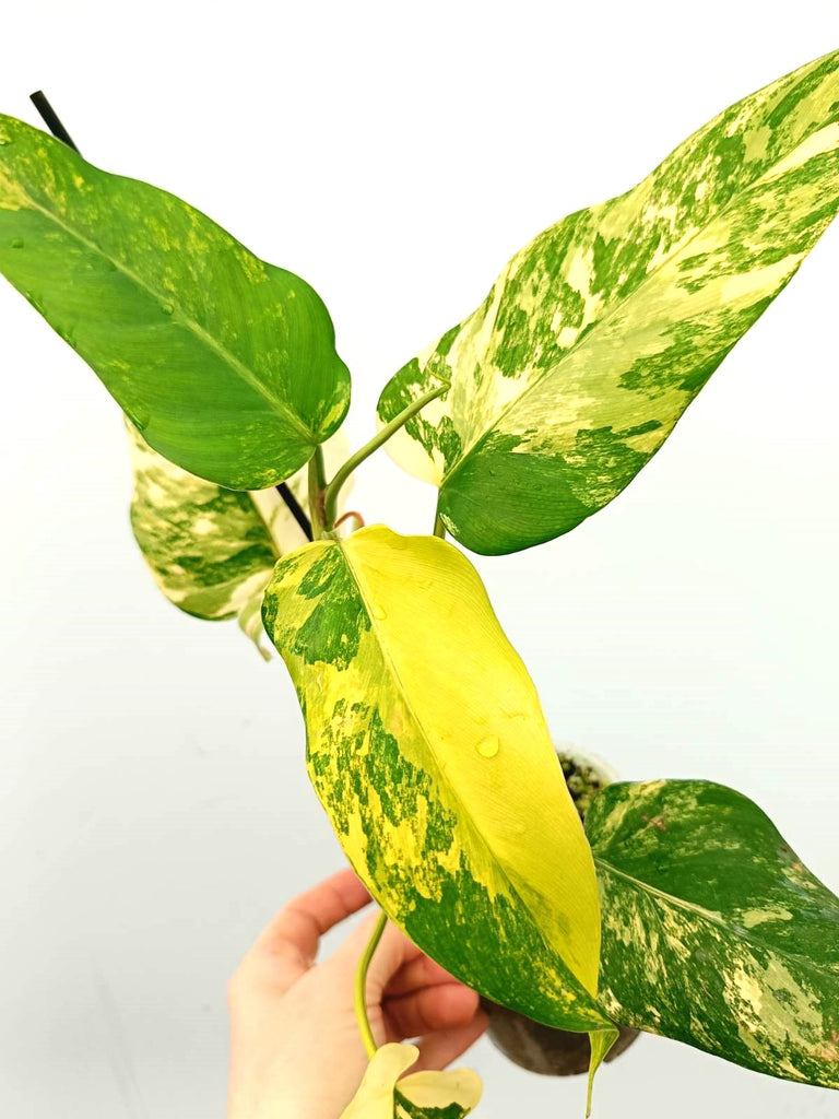 Philodendron domesticum variegata