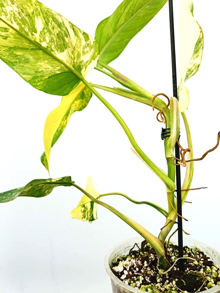 Philodendron domesticum variegata