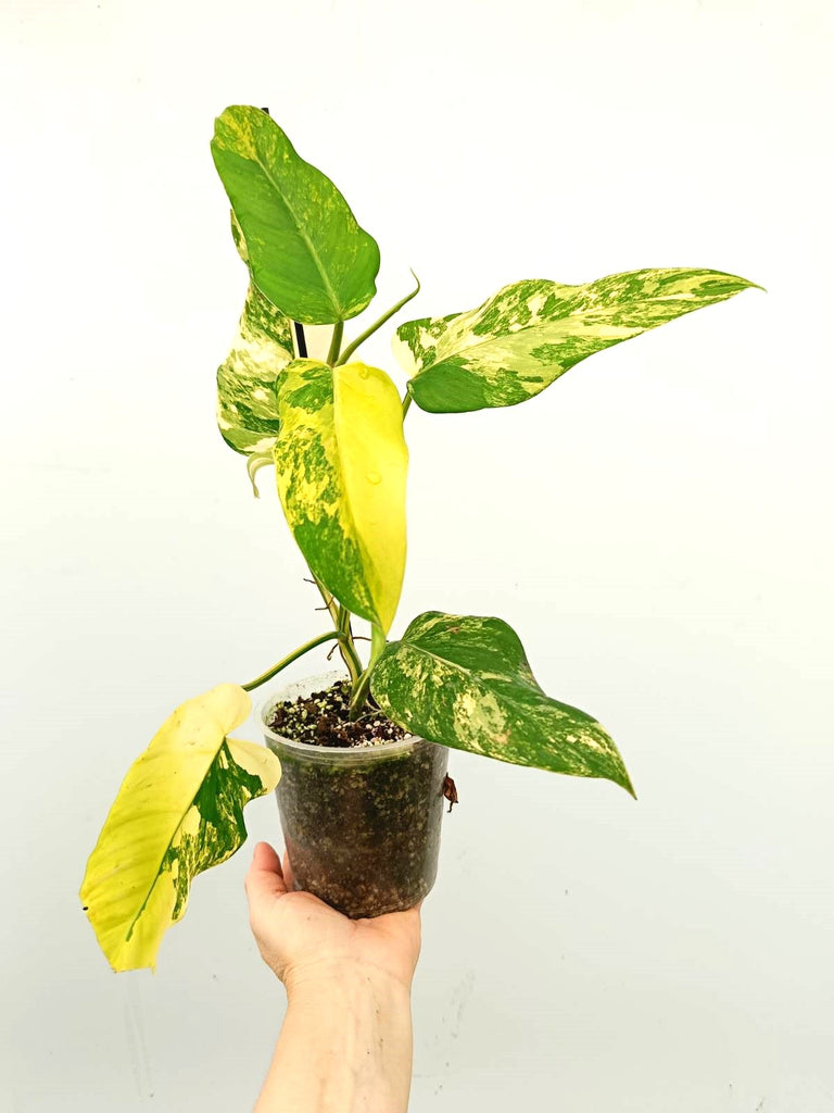 Philodendron domesticum variegata