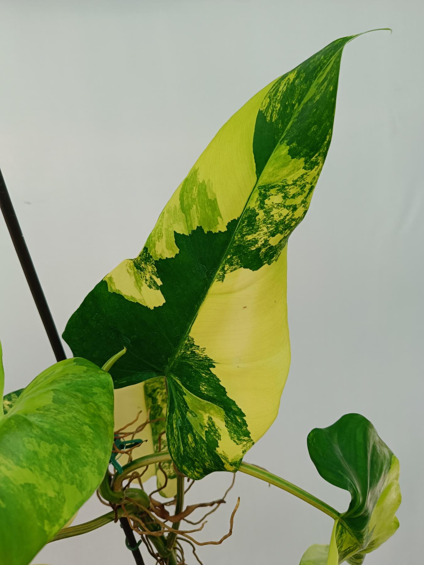 Philodendron domesticum variegata