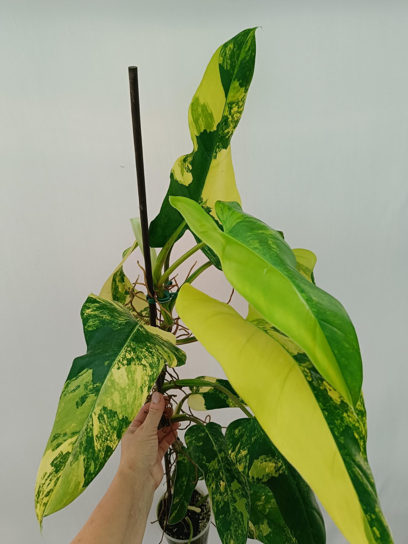 Philodendron domesticum variegata