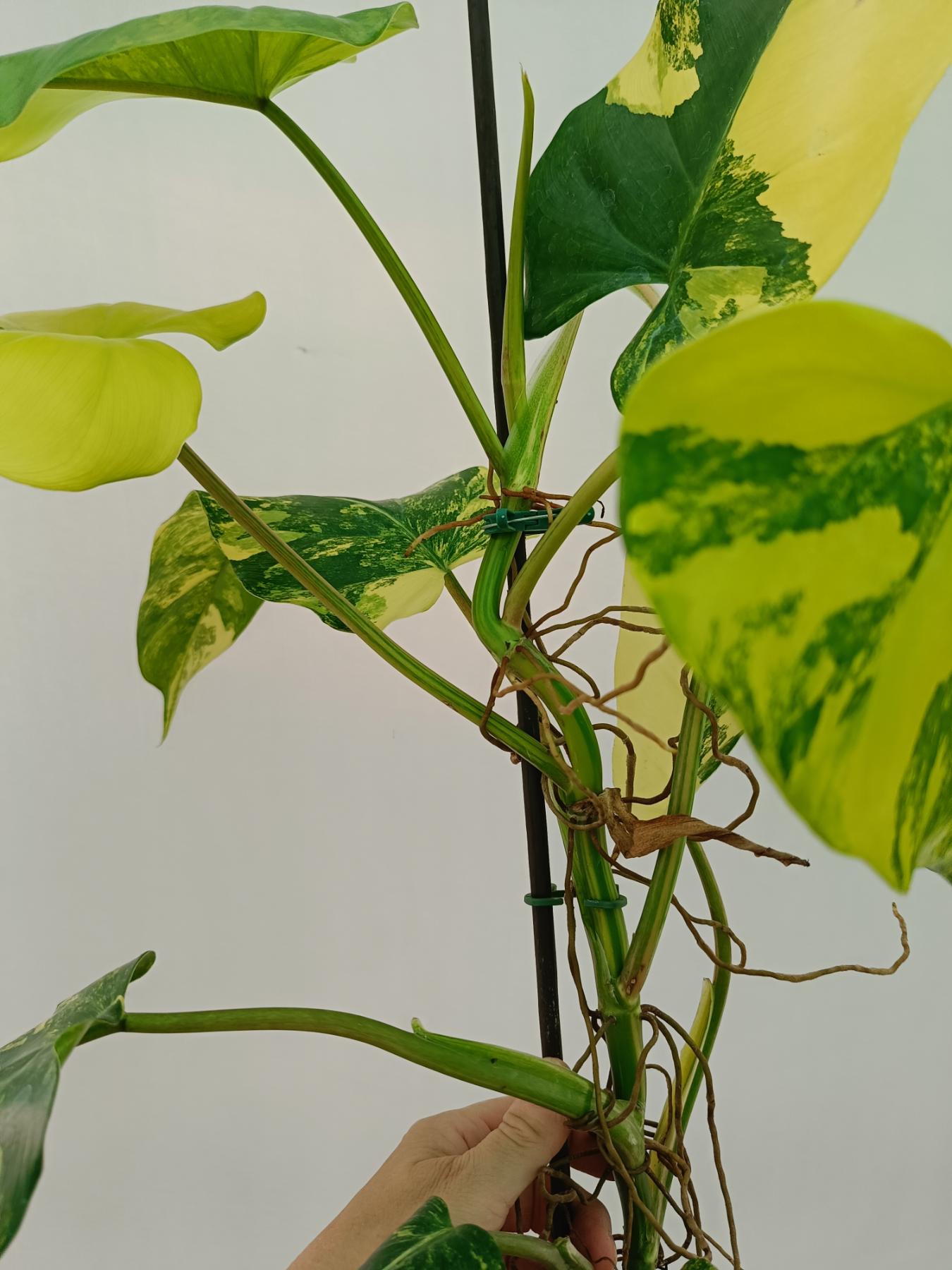 Philodendron domesticum variegata