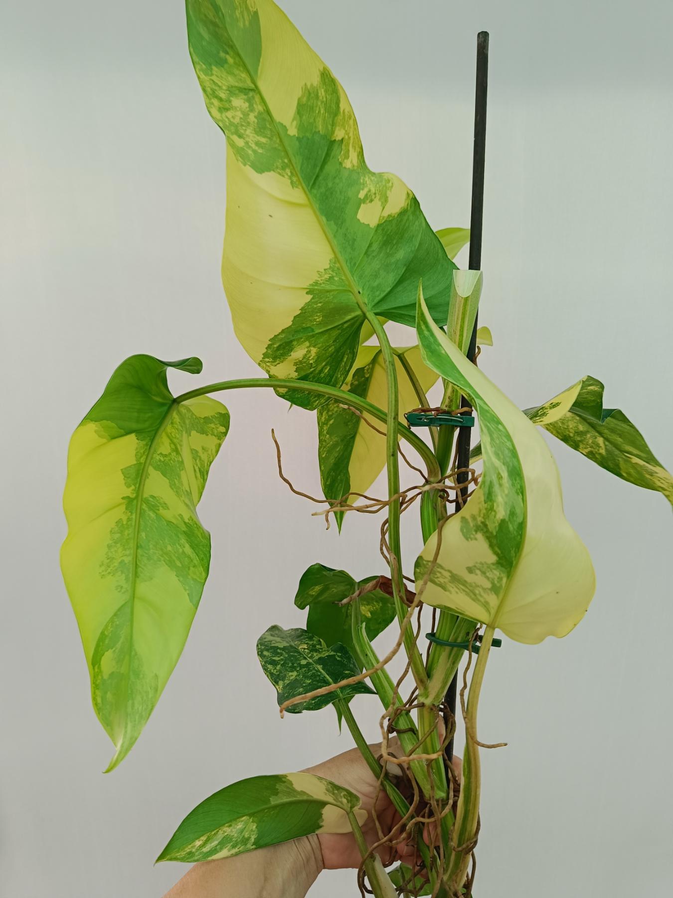 Philodendron domesticum variegata