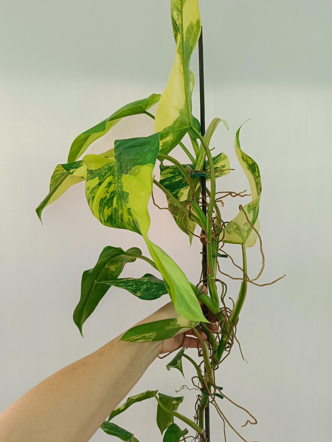 Philodendron domesticum variegata