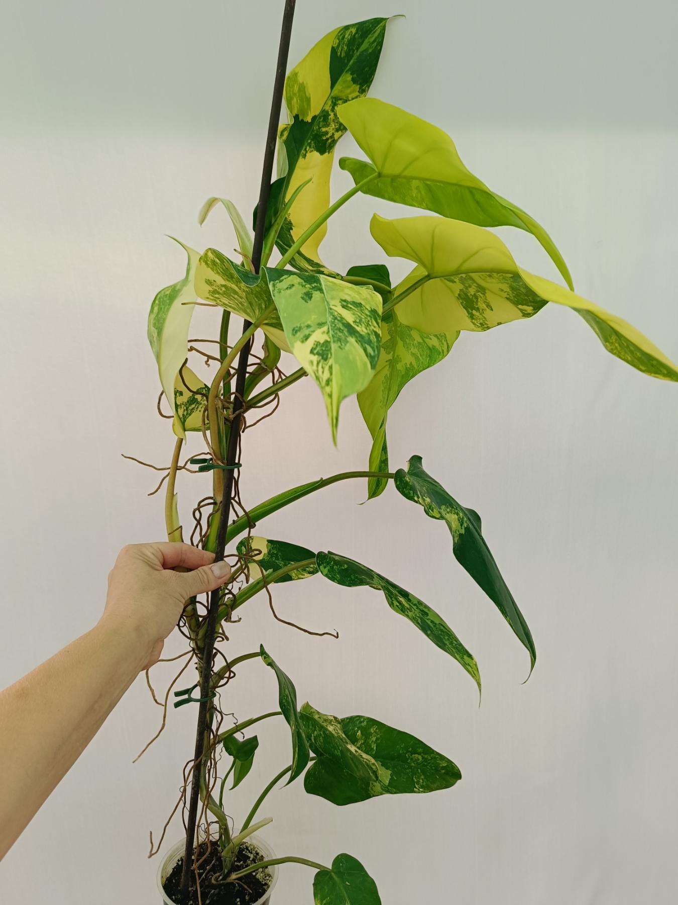 Philodendron domesticum variegata XL