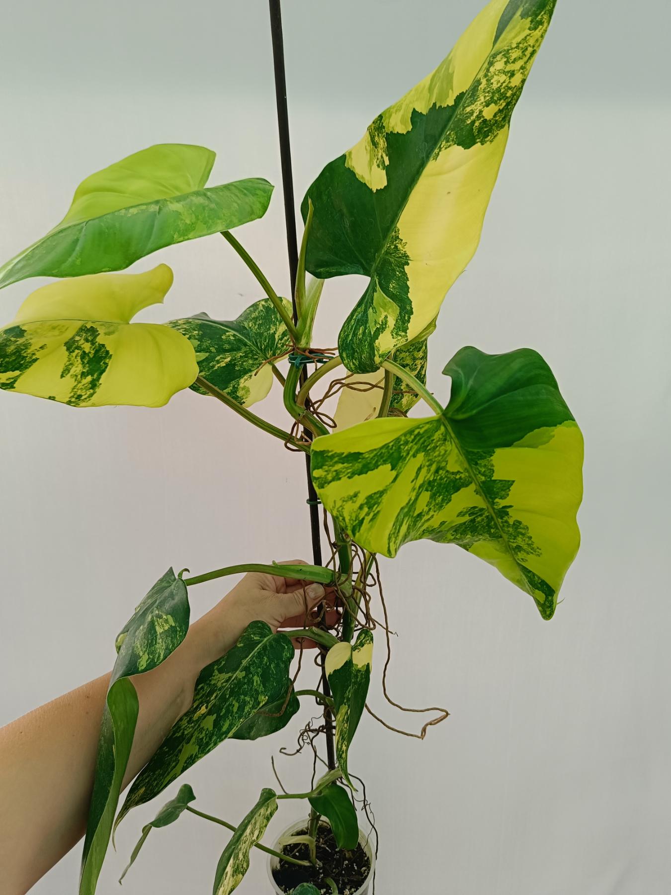 Philodendron domesticum variegata XL