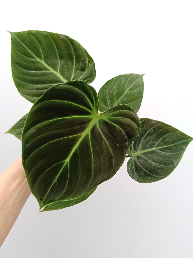 Philodendron rubrijuvenile el choco red