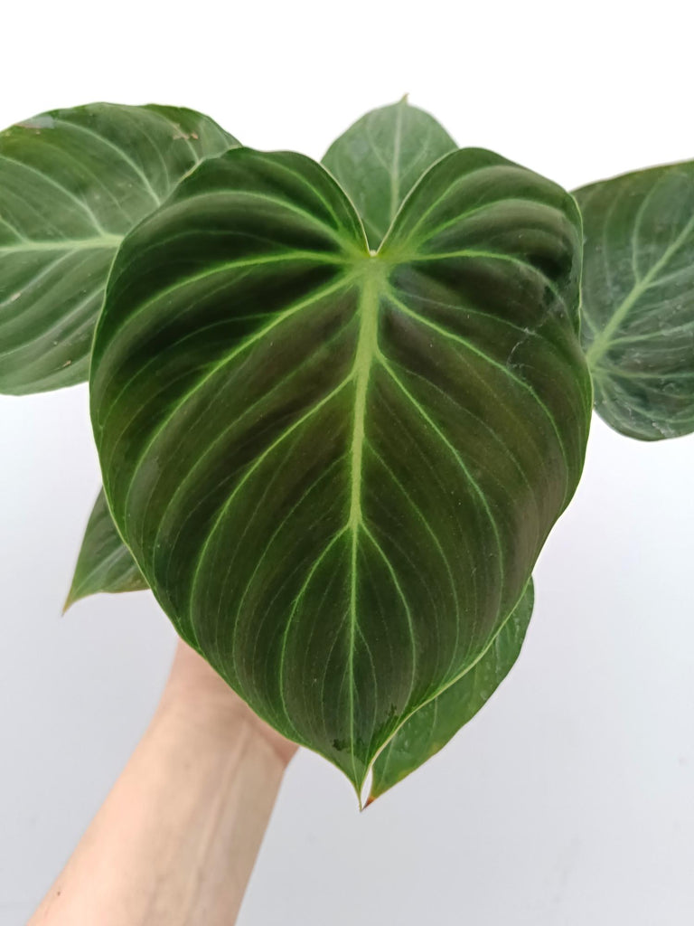 Philodendron rubrijuvenile el choco red