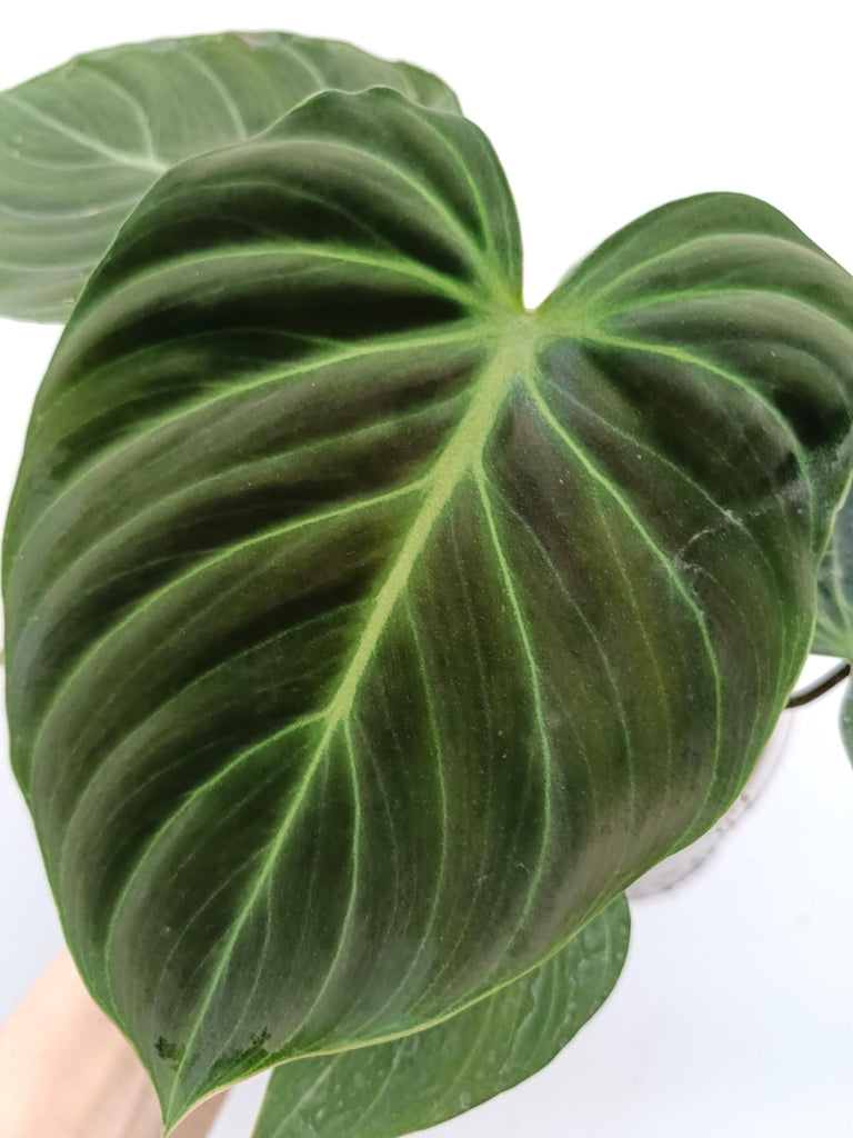 Philodendron rubrijuvenile el choco red