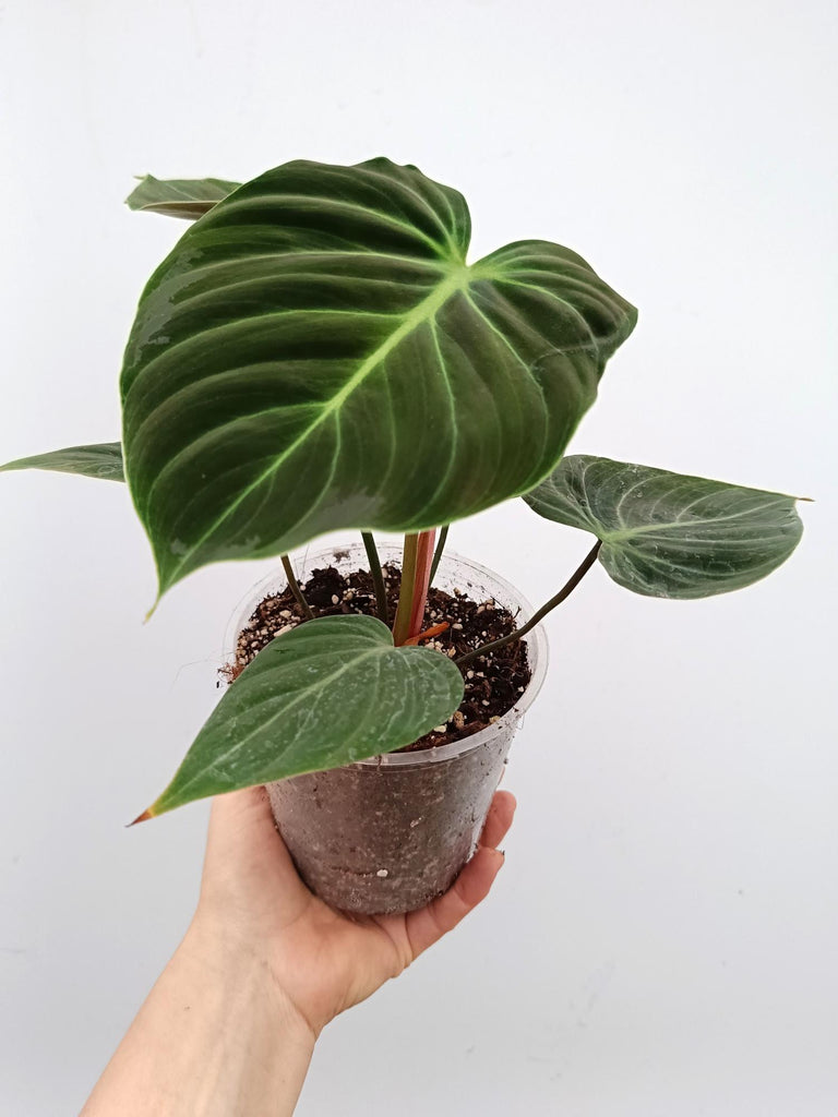 Philodendron rubrijuvenile el choco red