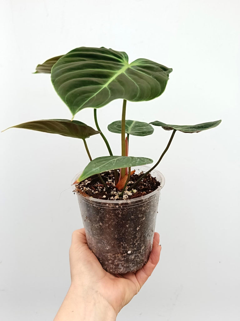 Philodendron rubrijuvenile el choco red