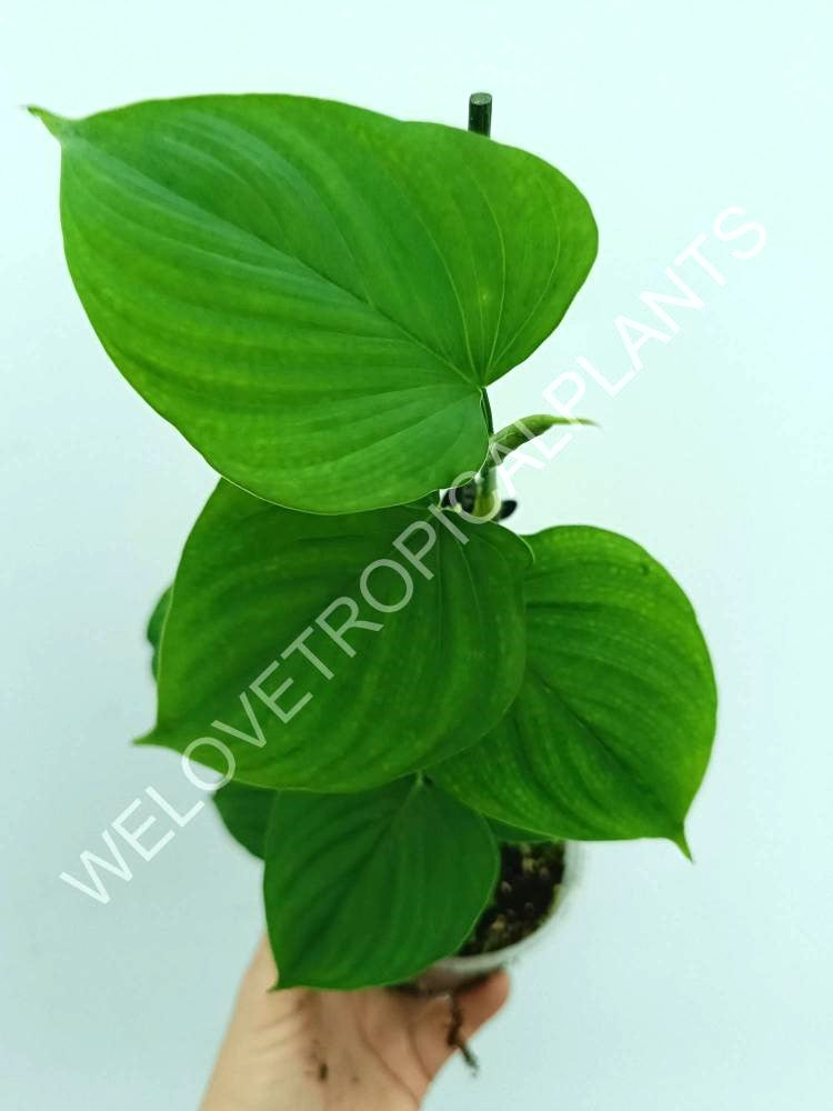 Philodendron fibraecataphyllum