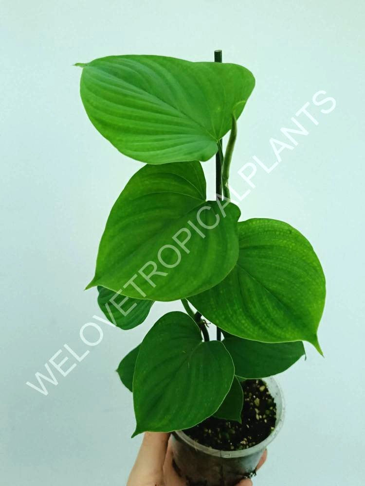 Philodendron fibraecataphyllum