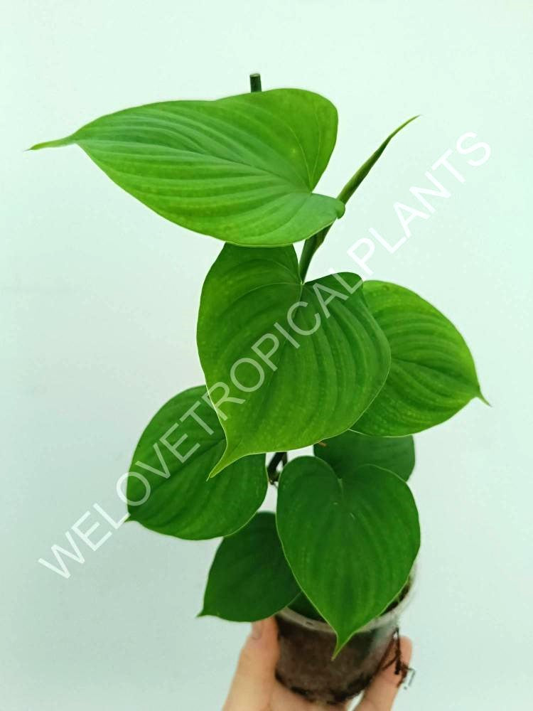 Philodendron fibraecataphyllum