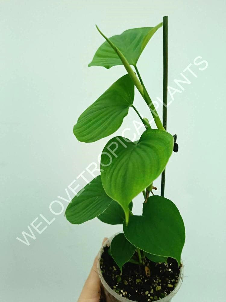 Philodendron fibraecataphyllum