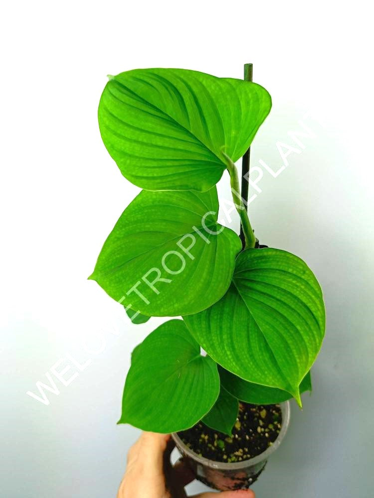 Philodendron fibraecataphyllum