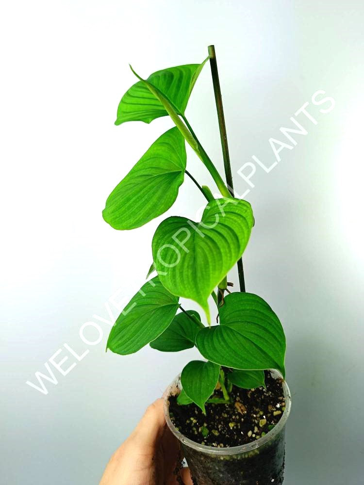 Philodendron fibraecataphyllum