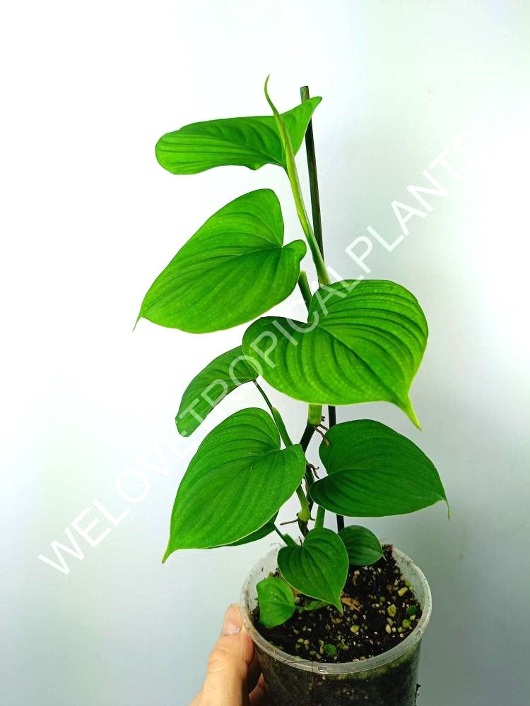 Philodendron fibraecataphyllum