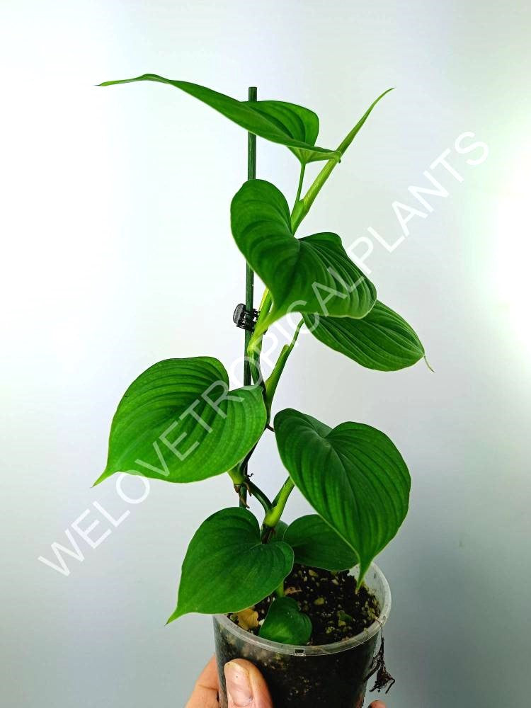 Philodendron fibraecataphyllum