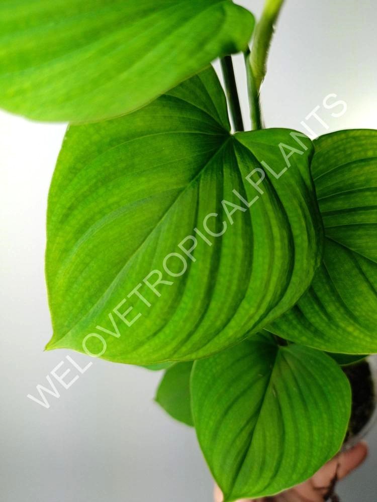 Philodendron fibraecataphyllum