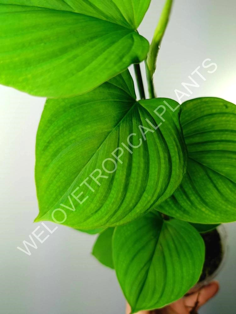 Philodendron fibraecataphyllum