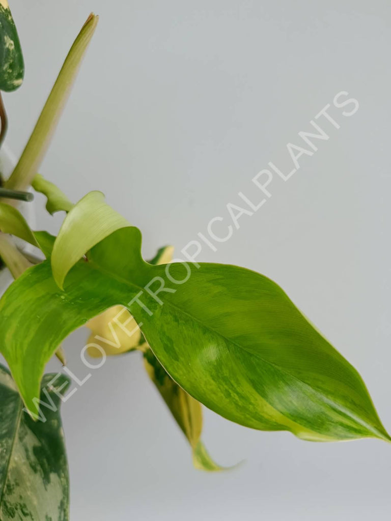 Philodendron florida beauty variegata