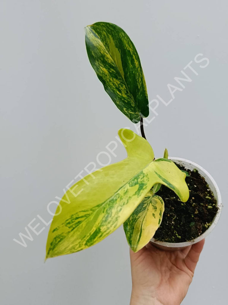 Philodendron florida beauty variegata