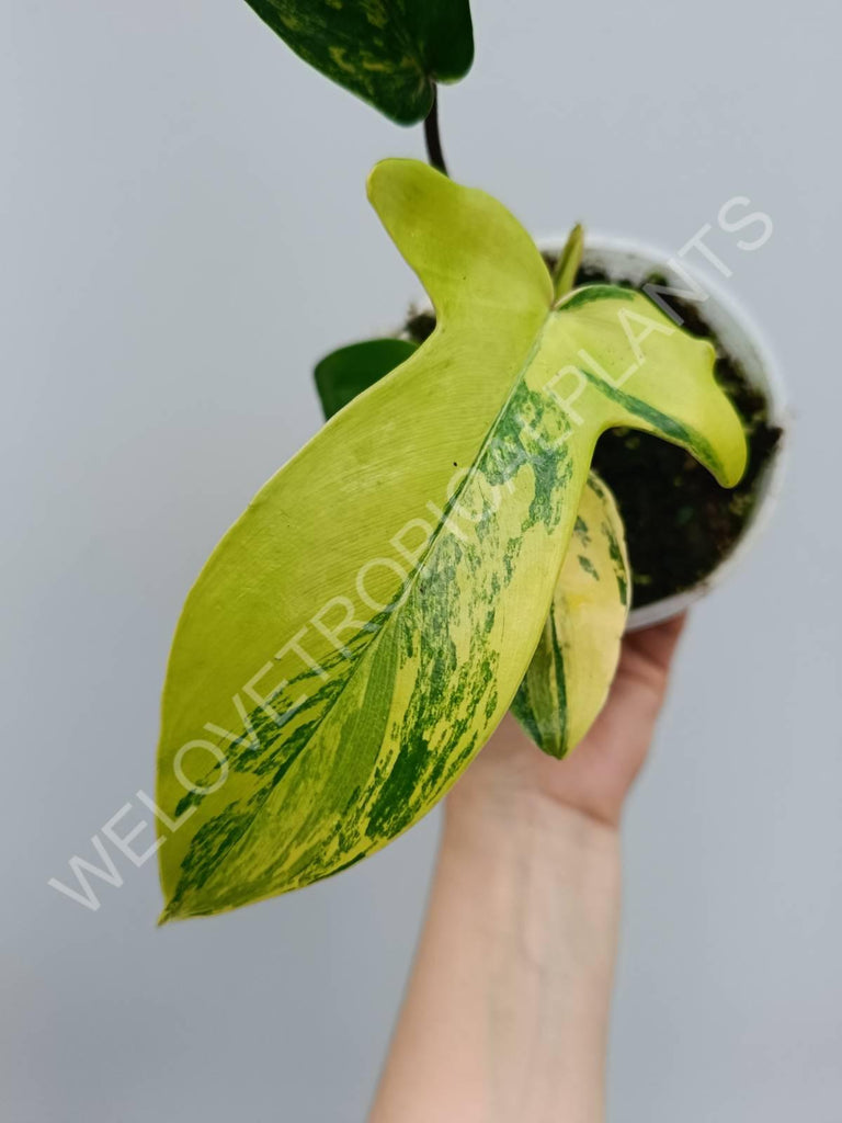 Philodendron florida beauty variegata