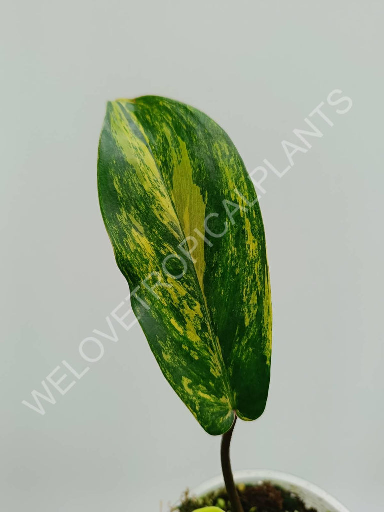 Philodendron florida beauty variegata