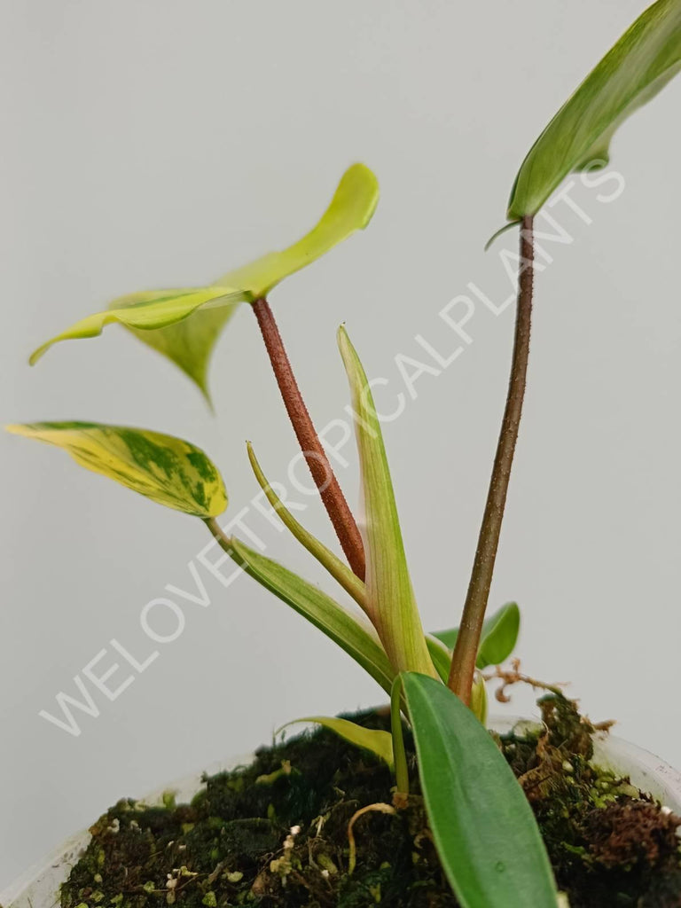 Philodendron florida beauty variegata