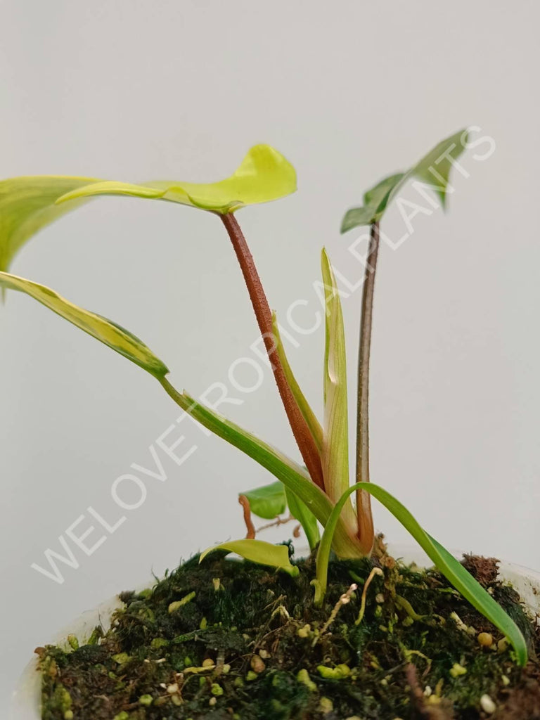 Philodendron florida beauty variegata