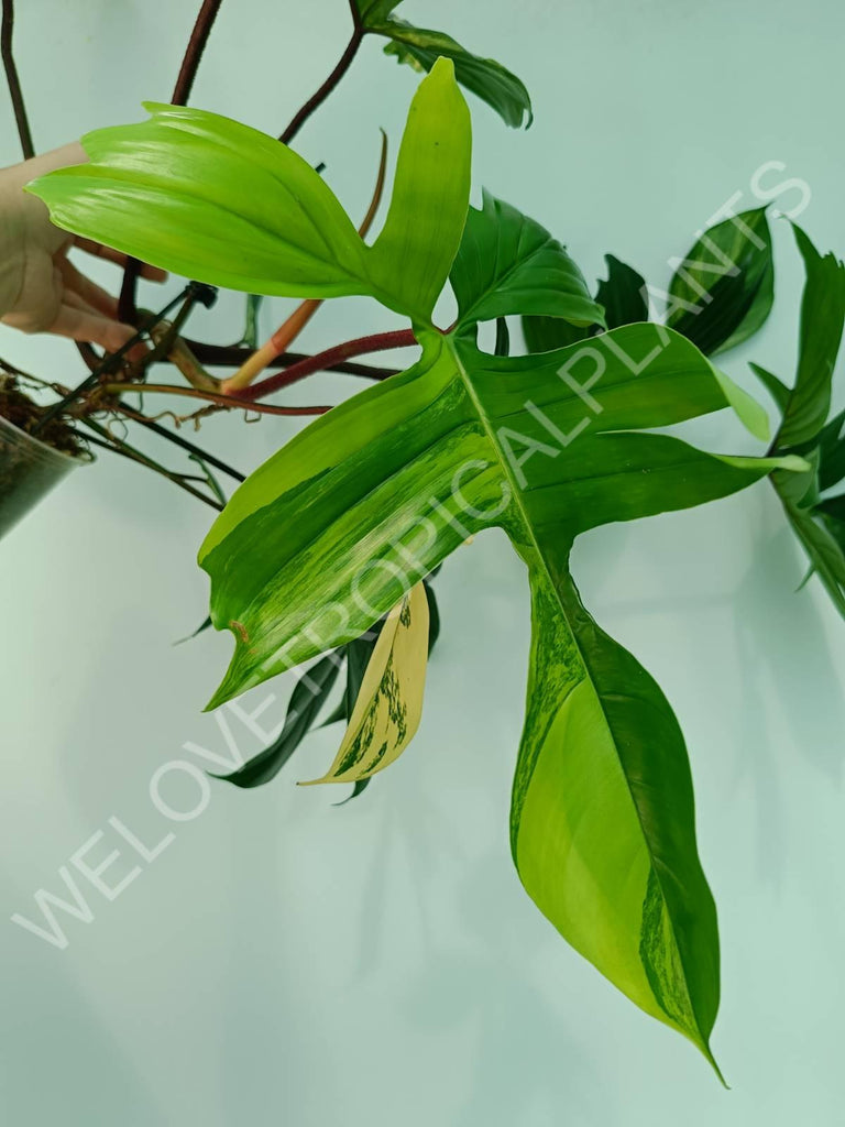 Philodendron florida beauty