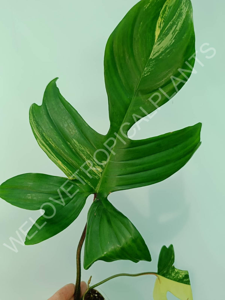 Philodendron florida beauty variegata